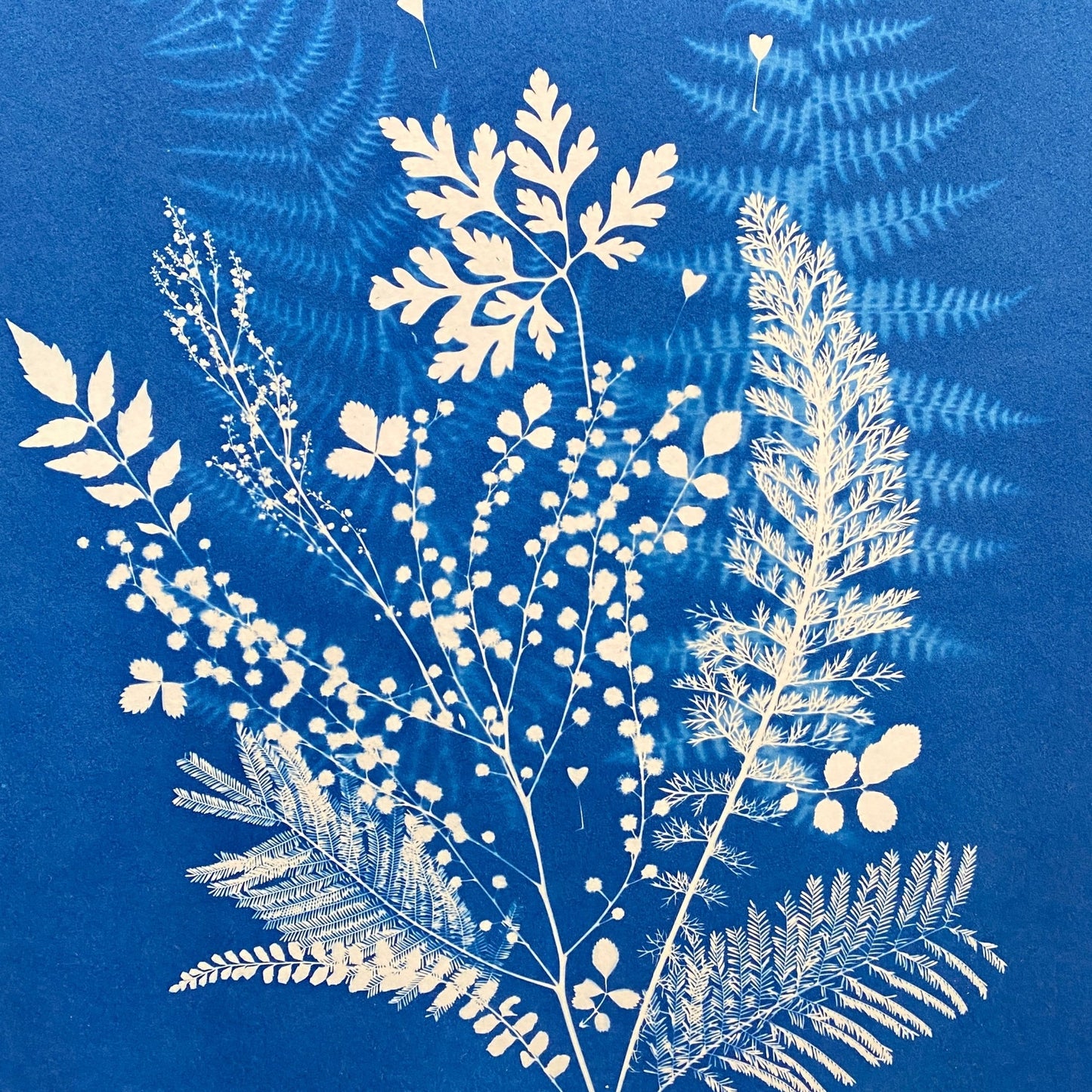 Atelier cyanotype – Vendredi 29 mai (chez moi, Bassin d’Arcachon)