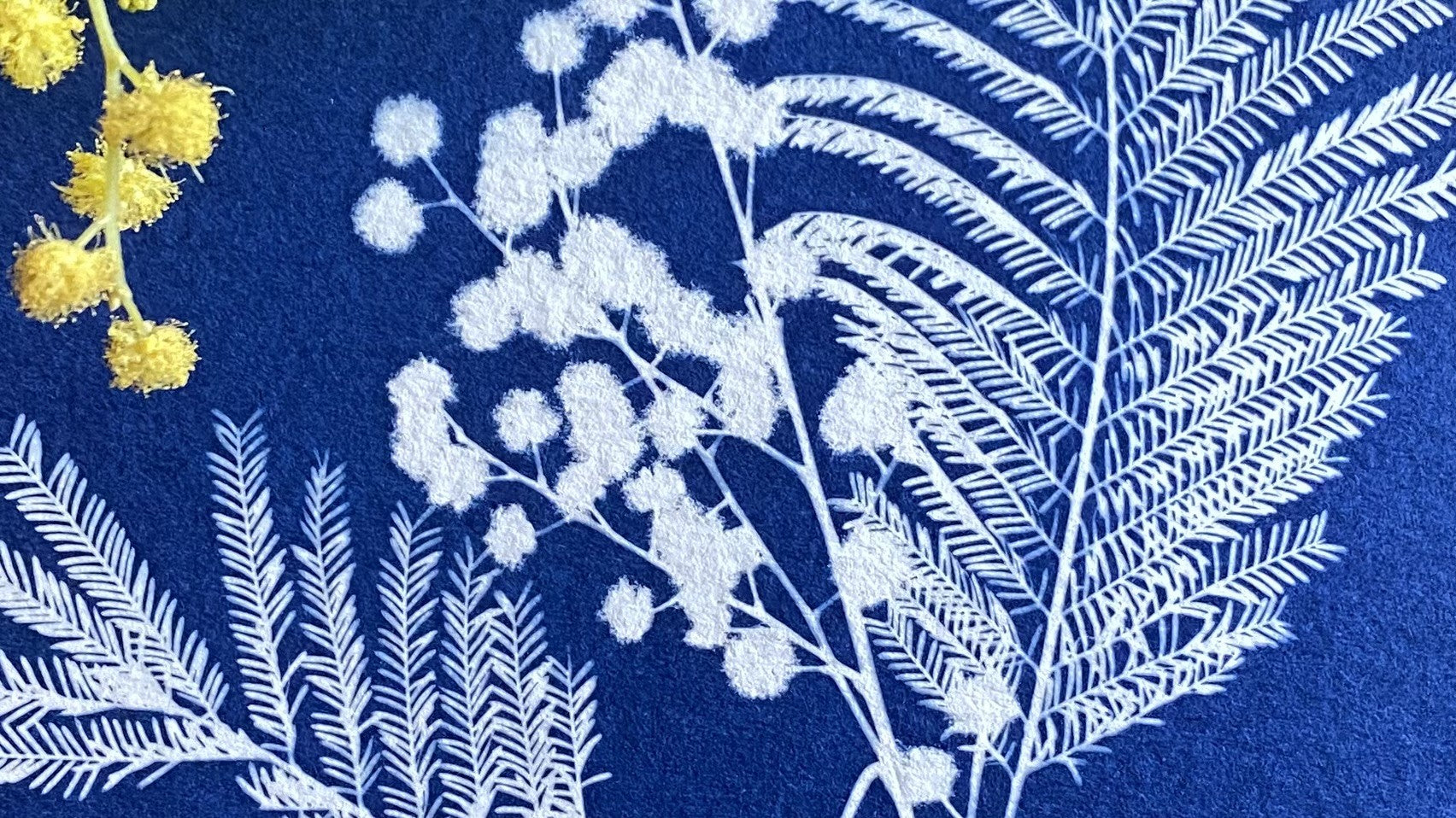 cyanotype mimosa