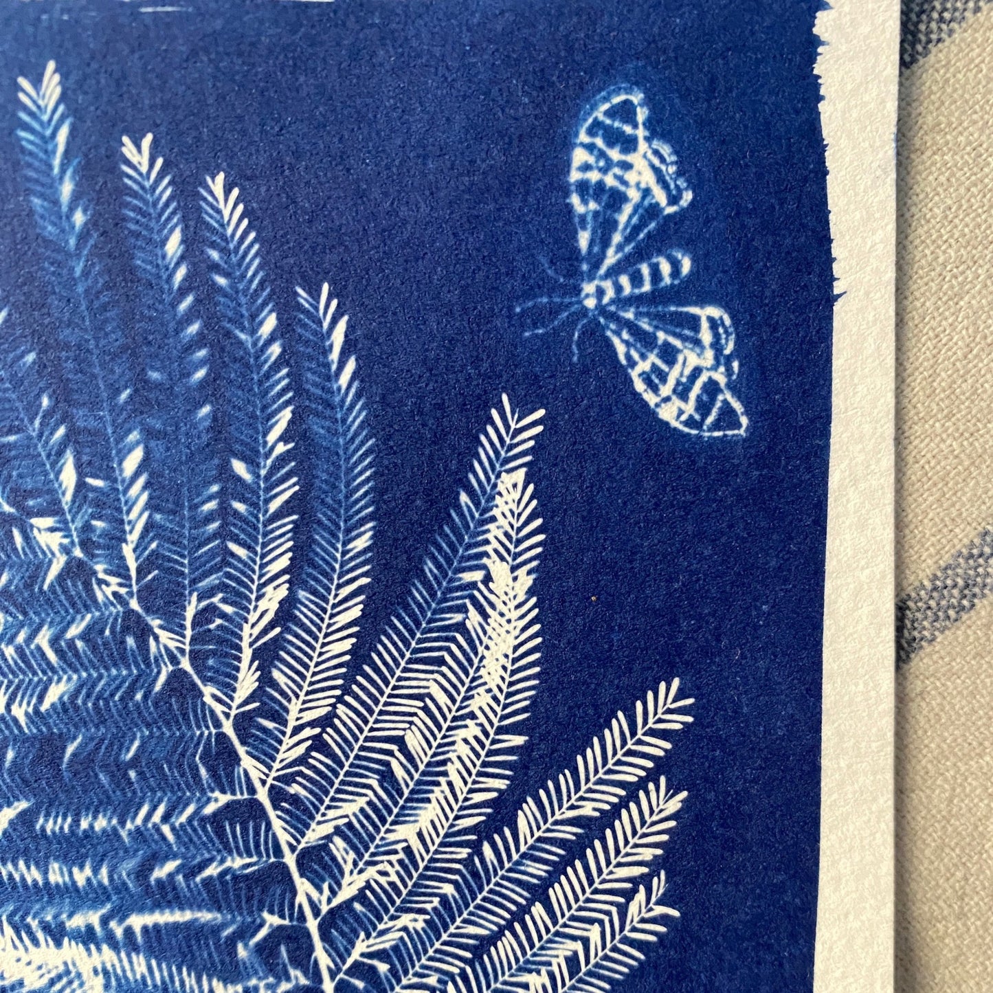 Kit cyanotype | Papier photosensible prêt à l’emploi édition Mimosa