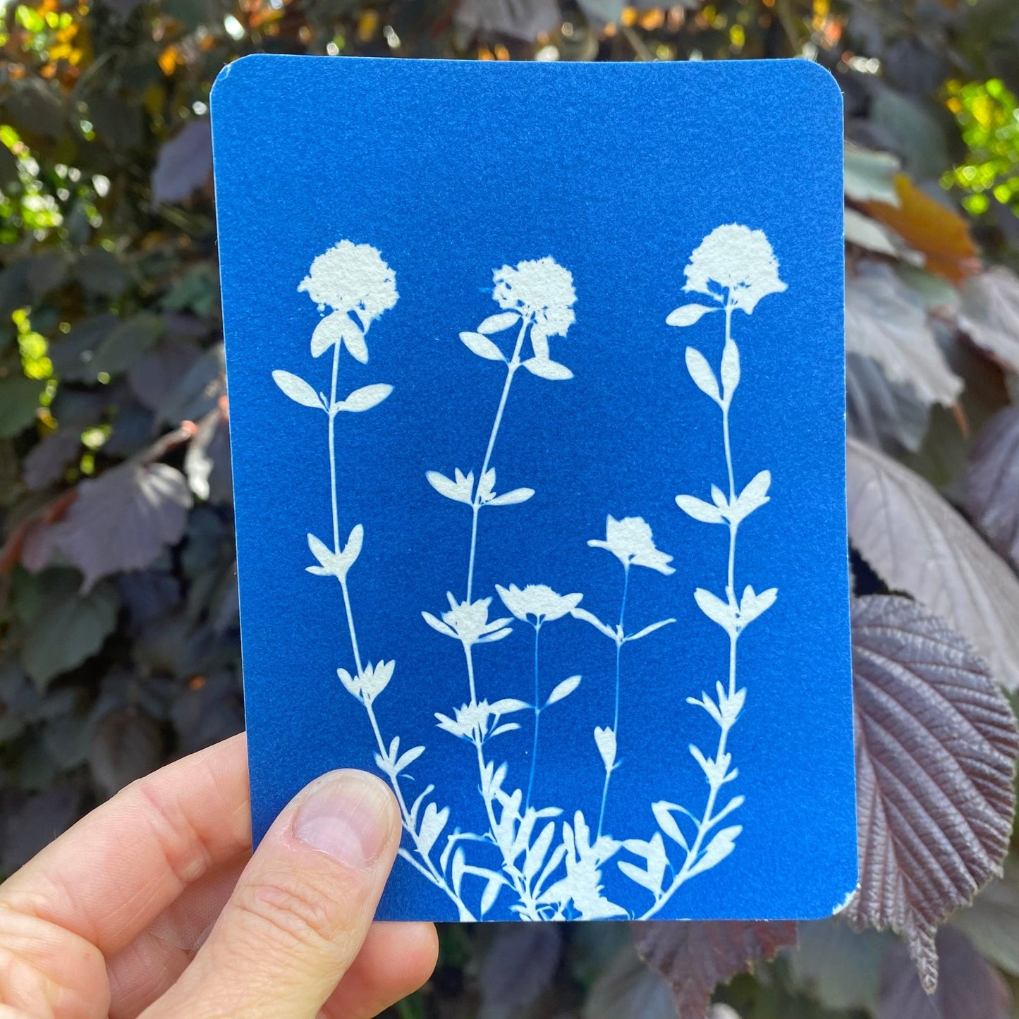 Création en cyanotype réalisée avec le kit | Impression au soleil de motifs botaniques sur papier sensible. Activité DIY nature.