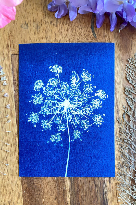 Quelles fleurs choisir pour réussir ses premiers cyanotypes ? (3 plantes faciles)