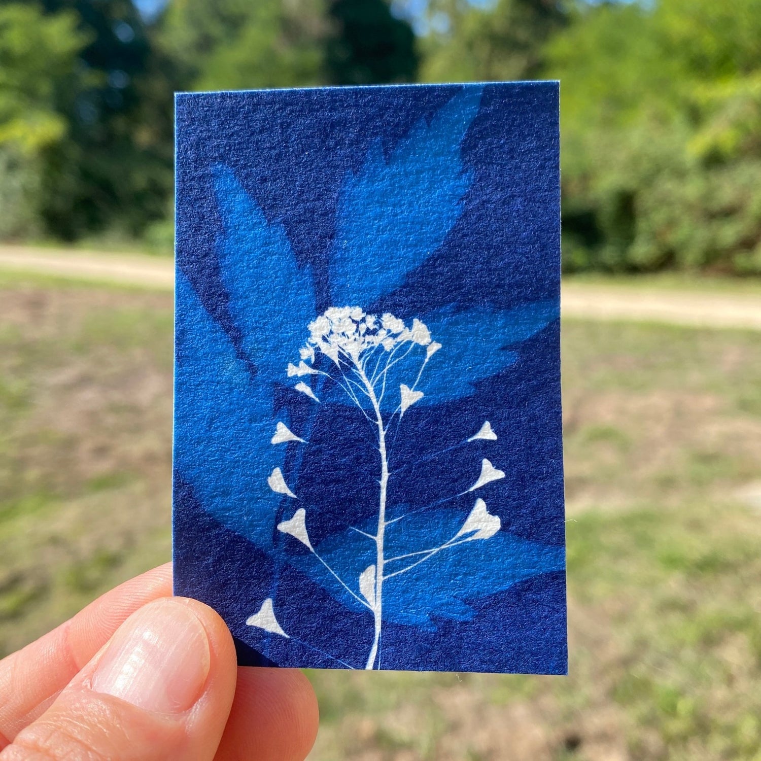 Atelier cyanotype à domicile sur le bassin d'Arcachon