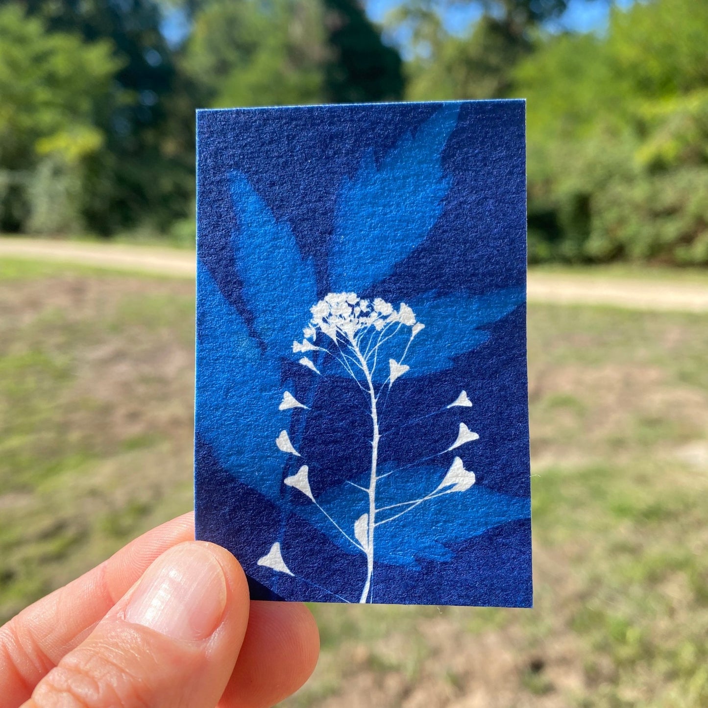 Atelier cyanotype pour adultes et ados dès 12 ans