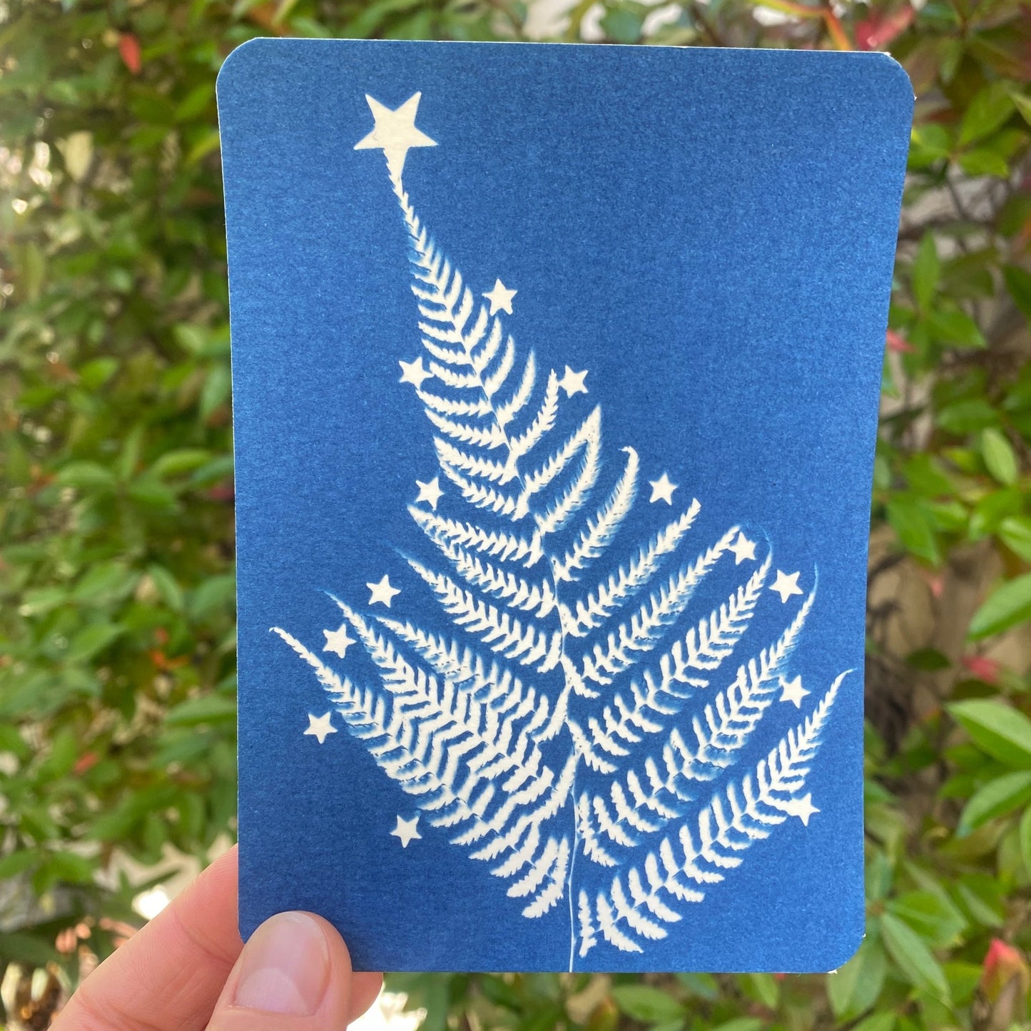 Kit découverte du cyanotype | Edition spéciale Noël